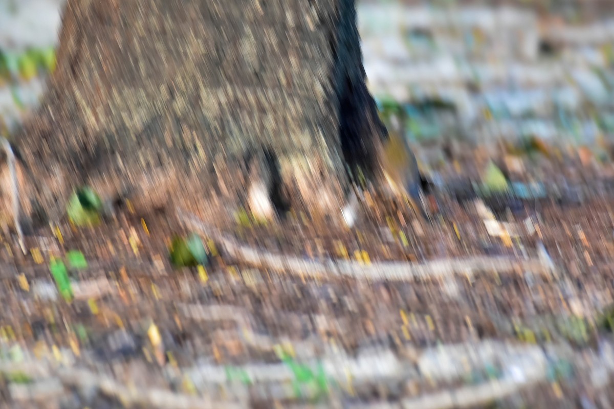 Оливковый дрозд - ML646180393