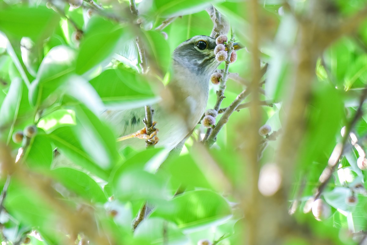 Оливковый дрозд - ML646180394