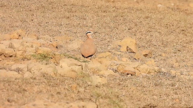 Бегунок - ML646180395