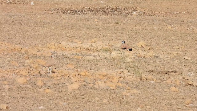 ørkenløper - ML646180397