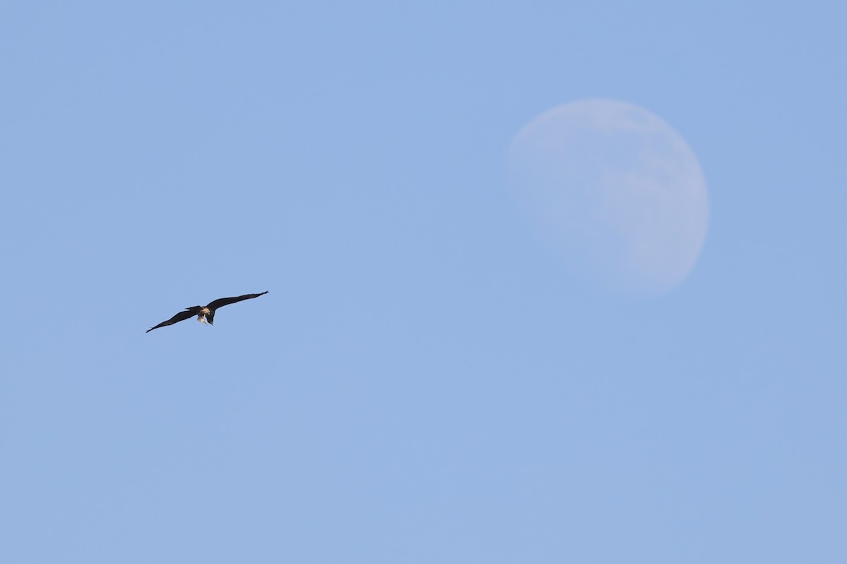 Дымчатый коршун - ML646180399