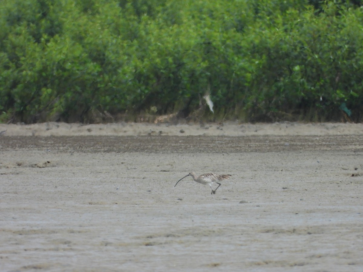 Большой кроншнеп - ML646180401
