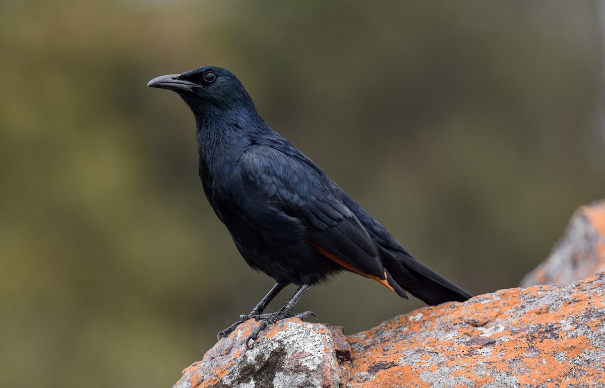 Краснокрылый скворец - ML646180404