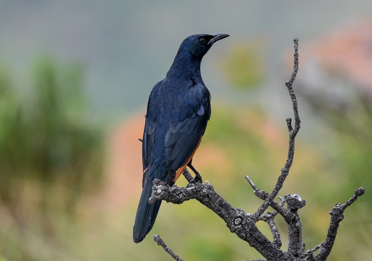 Краснокрылый скворец - ML646180405