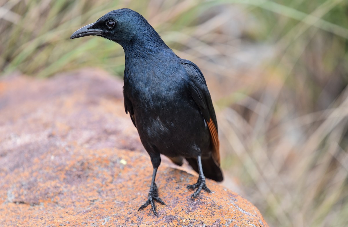 Краснокрылый скворец - ML646180406