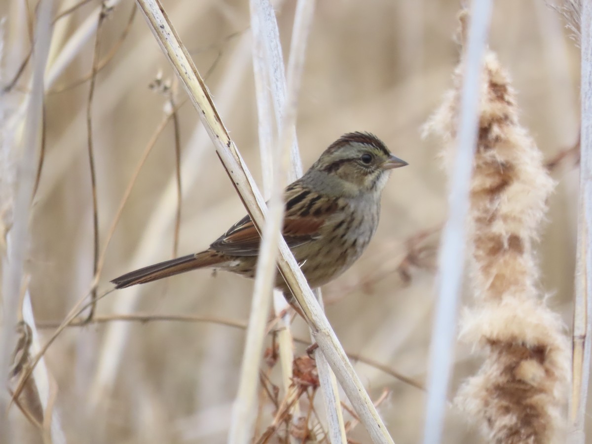 Болотная зонотрихия - ML646180410