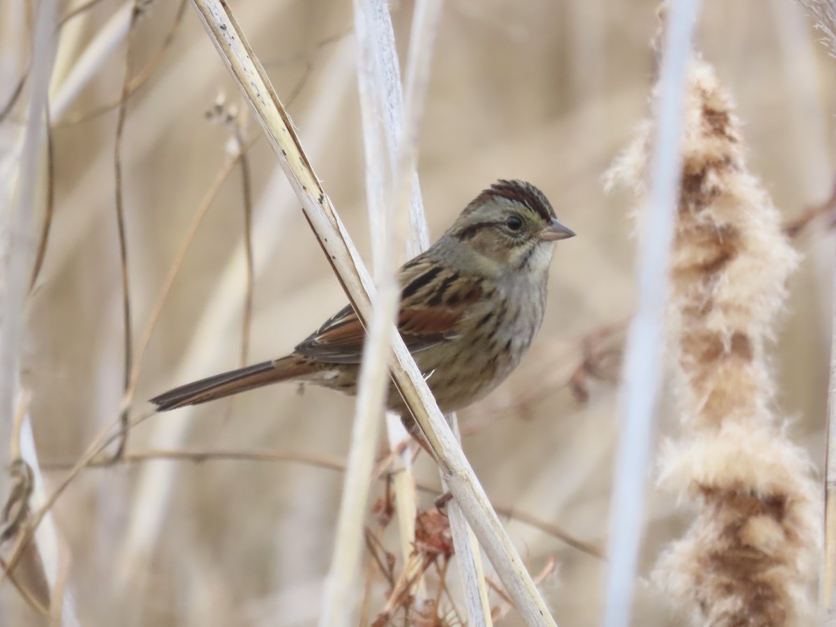 Болотная зонотрихия - ML646180411