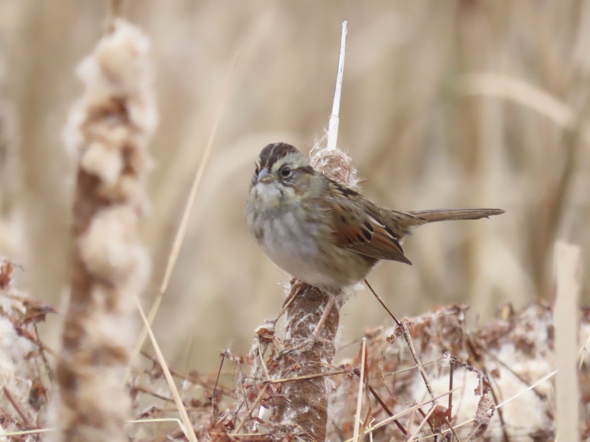 Болотная зонотрихия - ML646180412