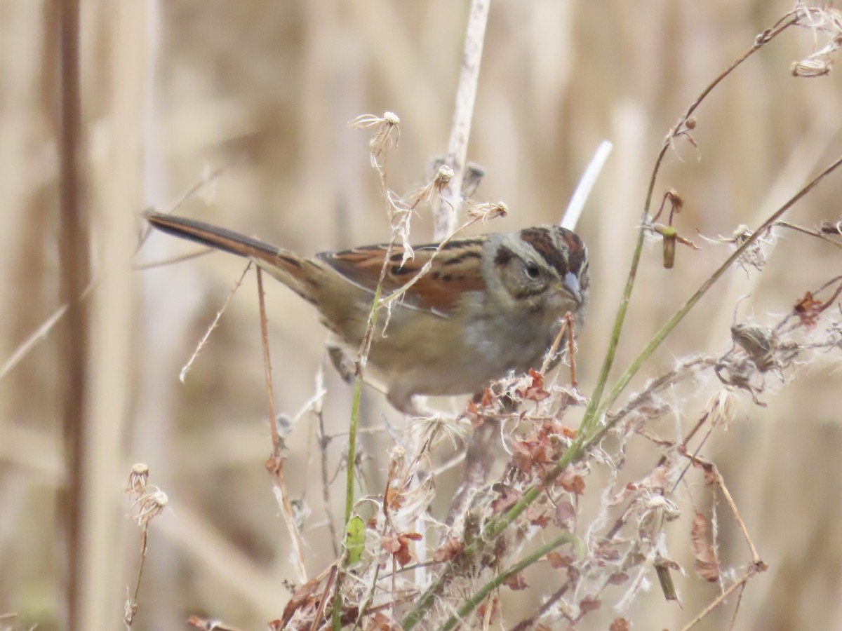 Болотная зонотрихия - ML646180413