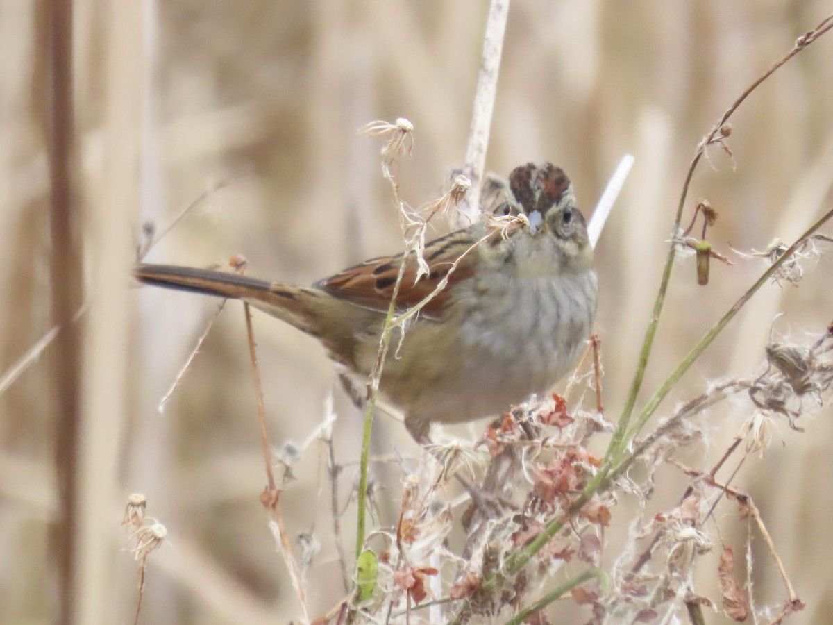 Болотная зонотрихия - ML646180414