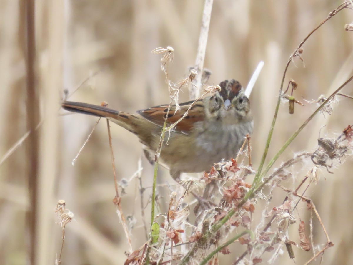 Болотная зонотрихия - ML646180415