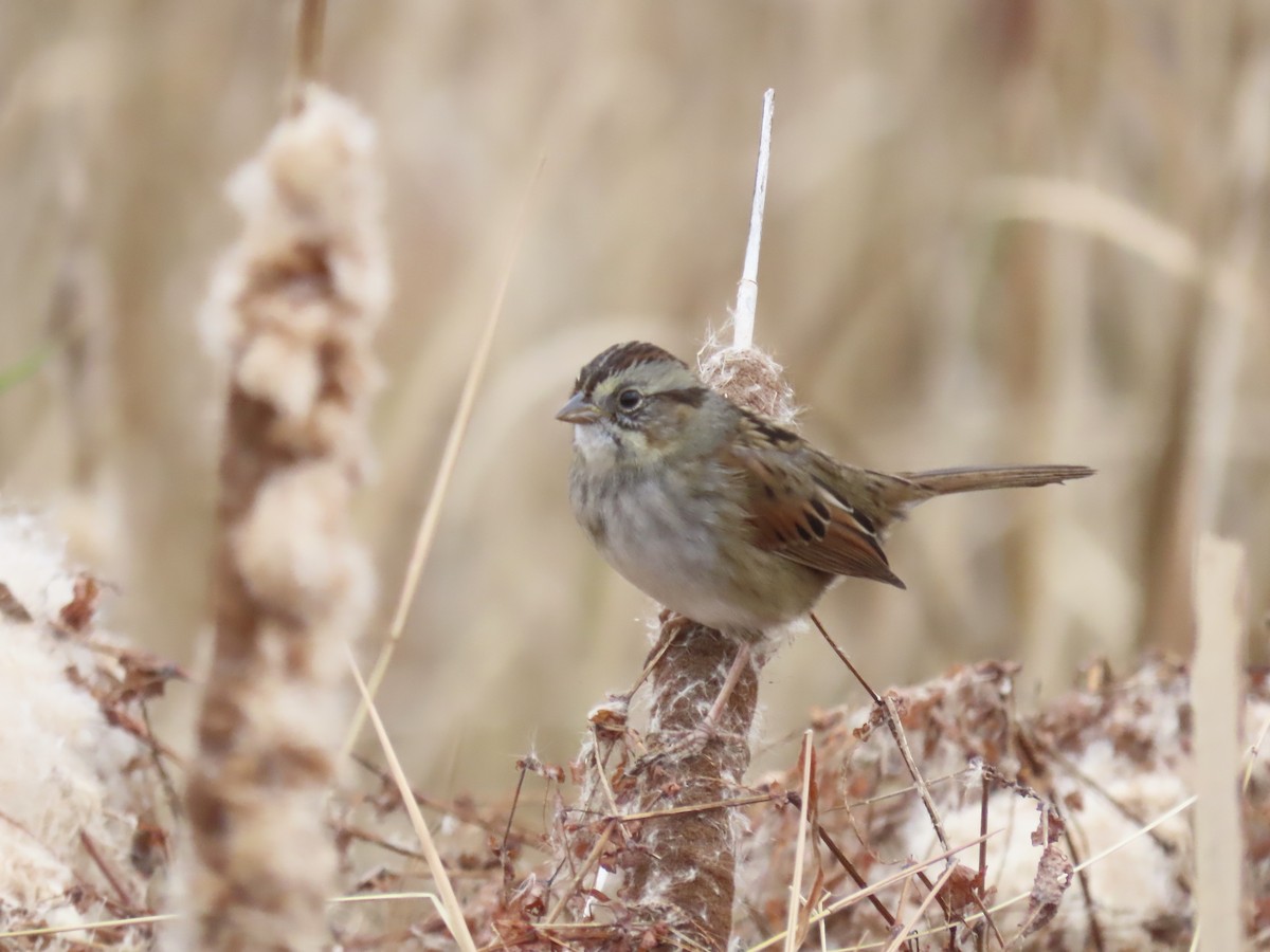 Болотная зонотрихия - ML646180416