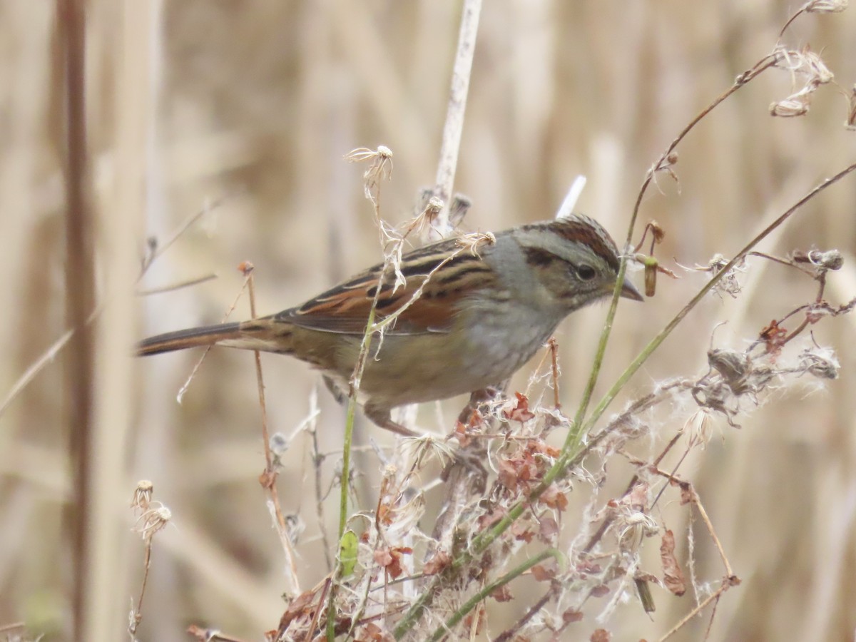 Болотная зонотрихия - ML646180417