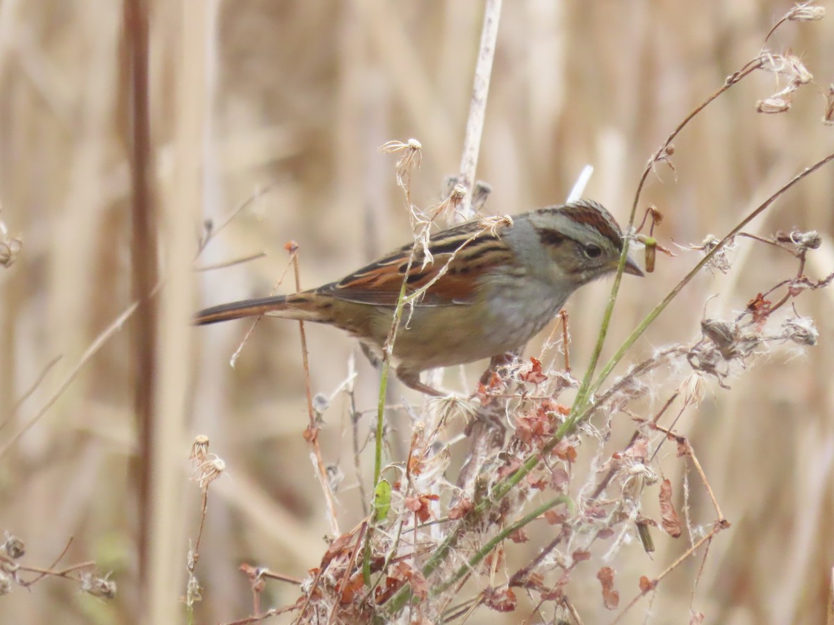 Болотная зонотрихия - ML646180418