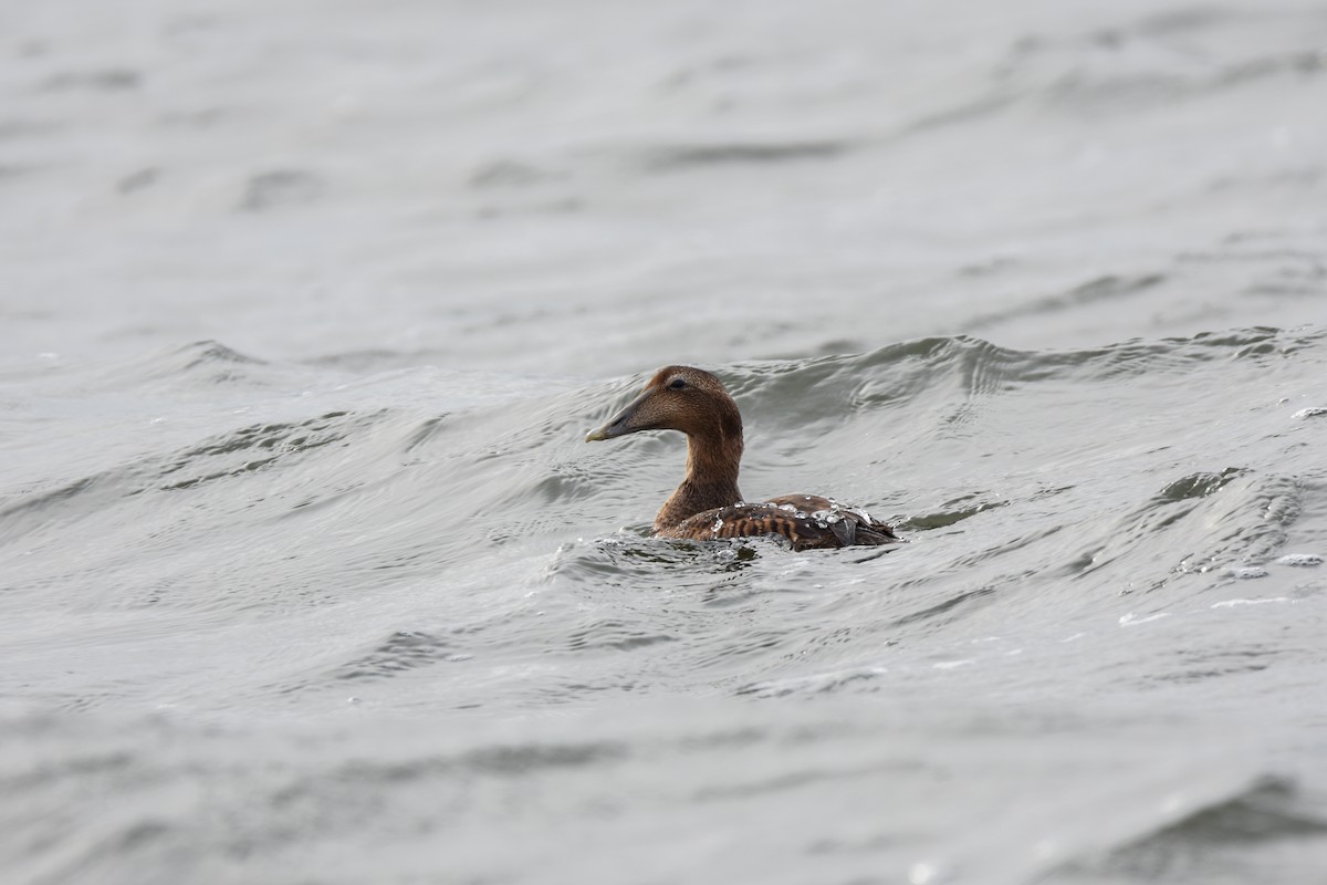 Гага - ML646180419