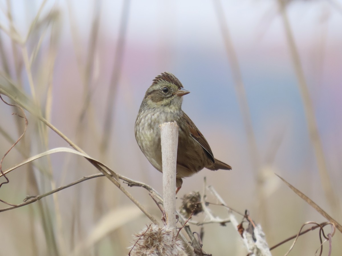 Болотная зонотрихия - ML646180420