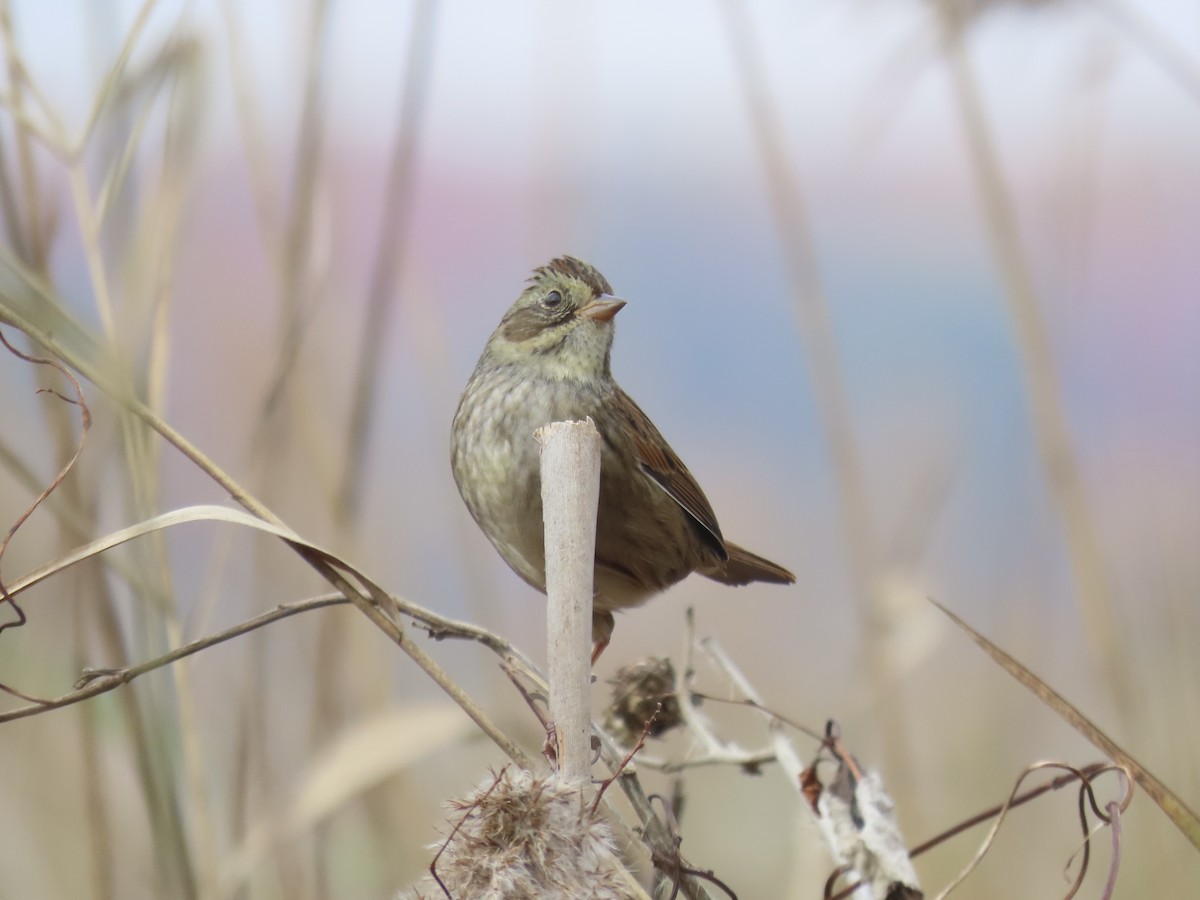 Болотная зонотрихия - ML646180421