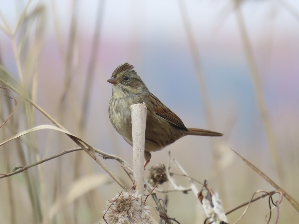 Болотная зонотрихия - ML646180422