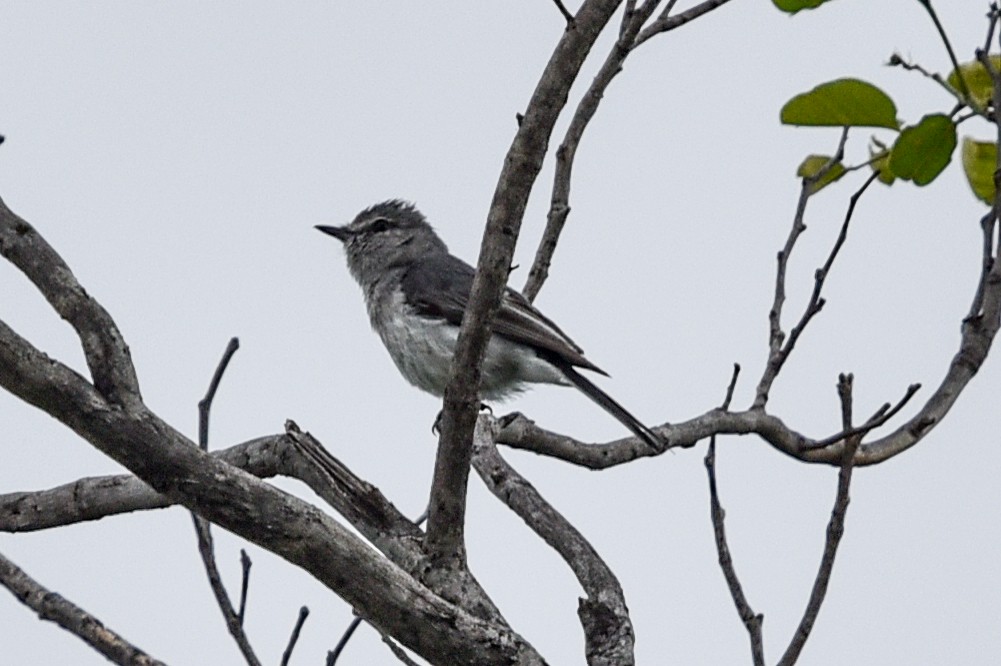 Свинцовая мухоловка - ML646180423