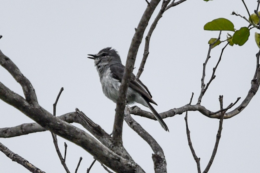 Свинцовая мухоловка - ML646180424