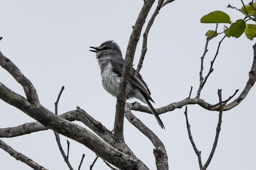 Свинцовая мухоловка - ML646180425