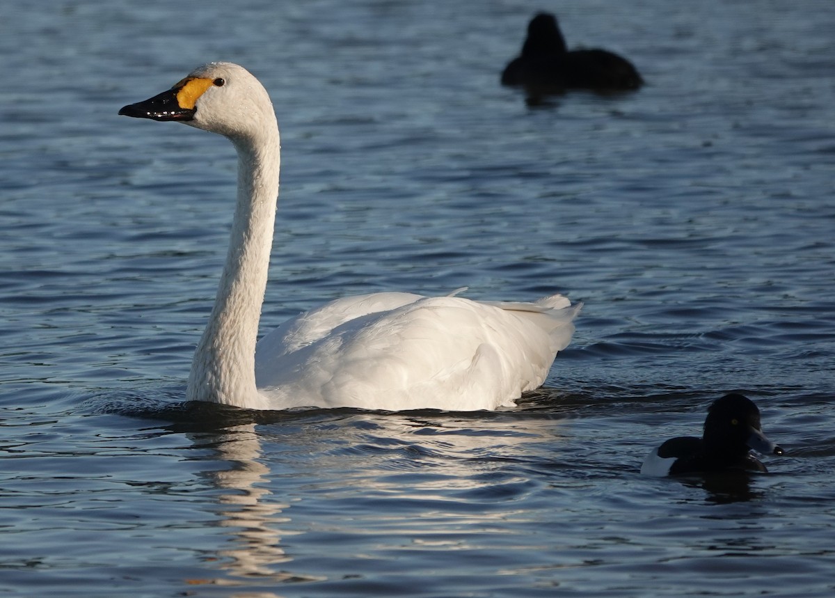 Американский лебедь - ML646180427