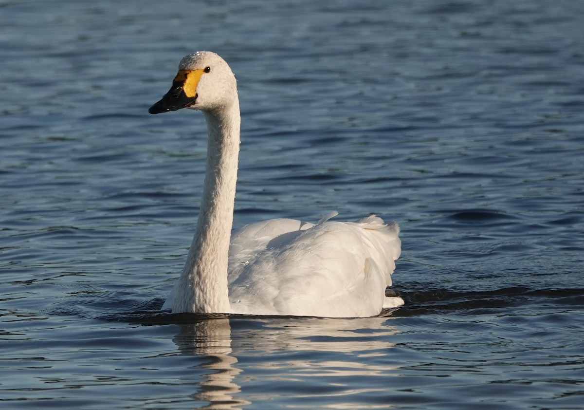 Американский лебедь - ML646180428