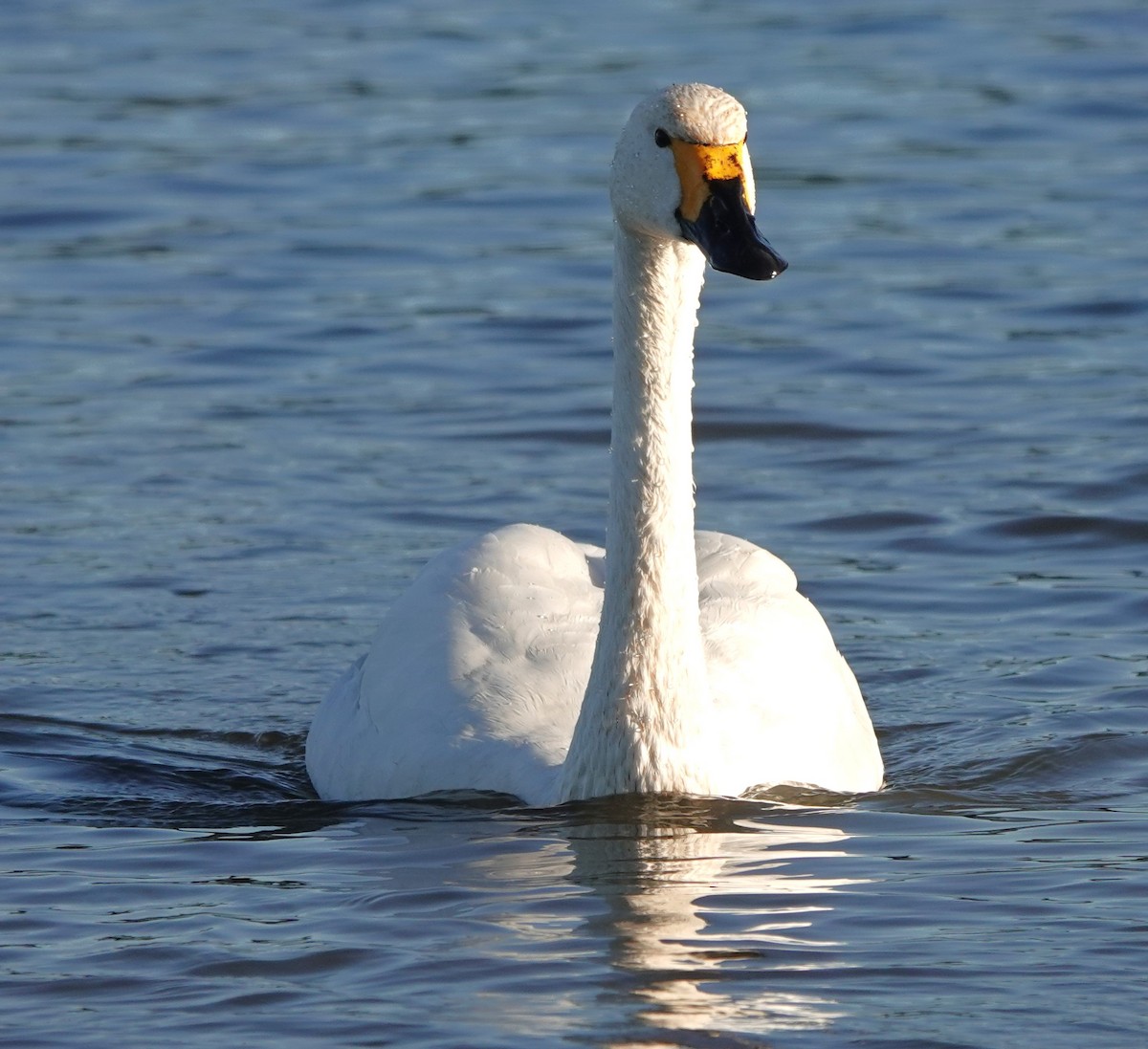 Американский лебедь - ML646180429