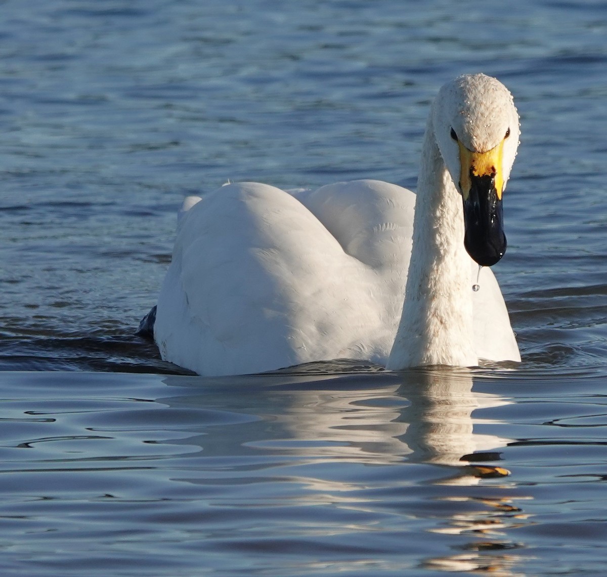 Американский лебедь - ML646180430