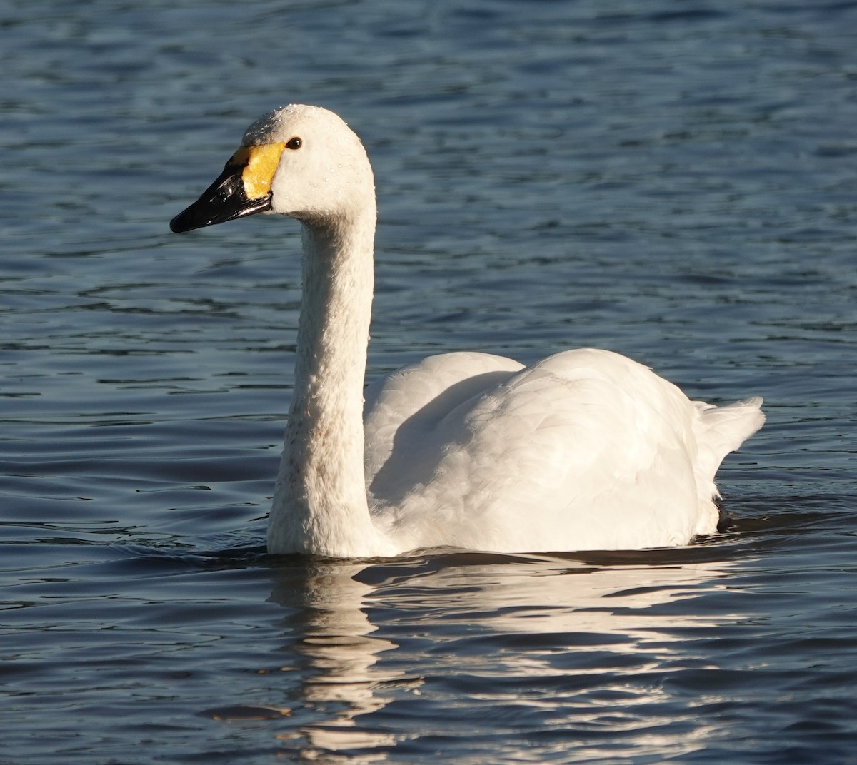 Американский лебедь - ML646180431