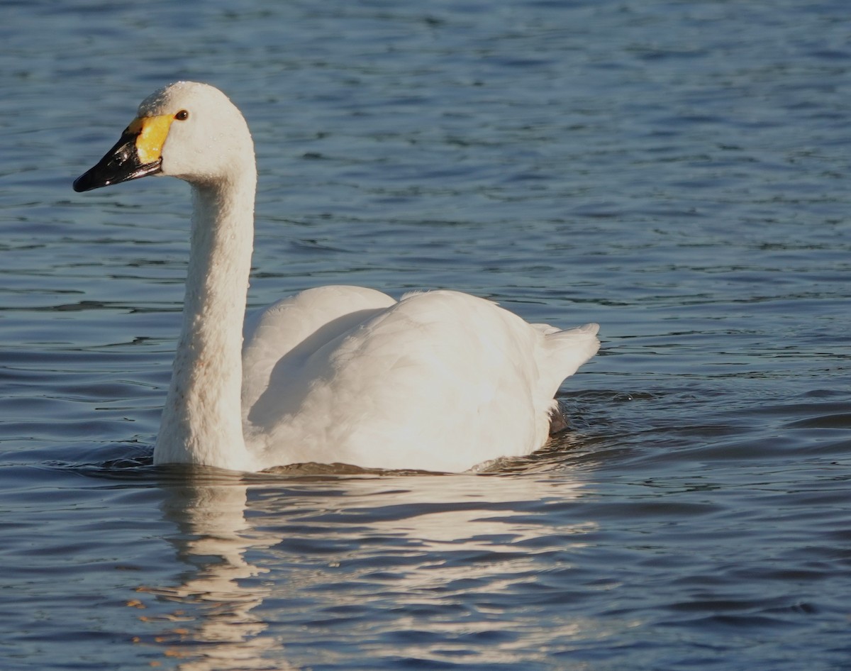 Американский лебедь - ML646180432