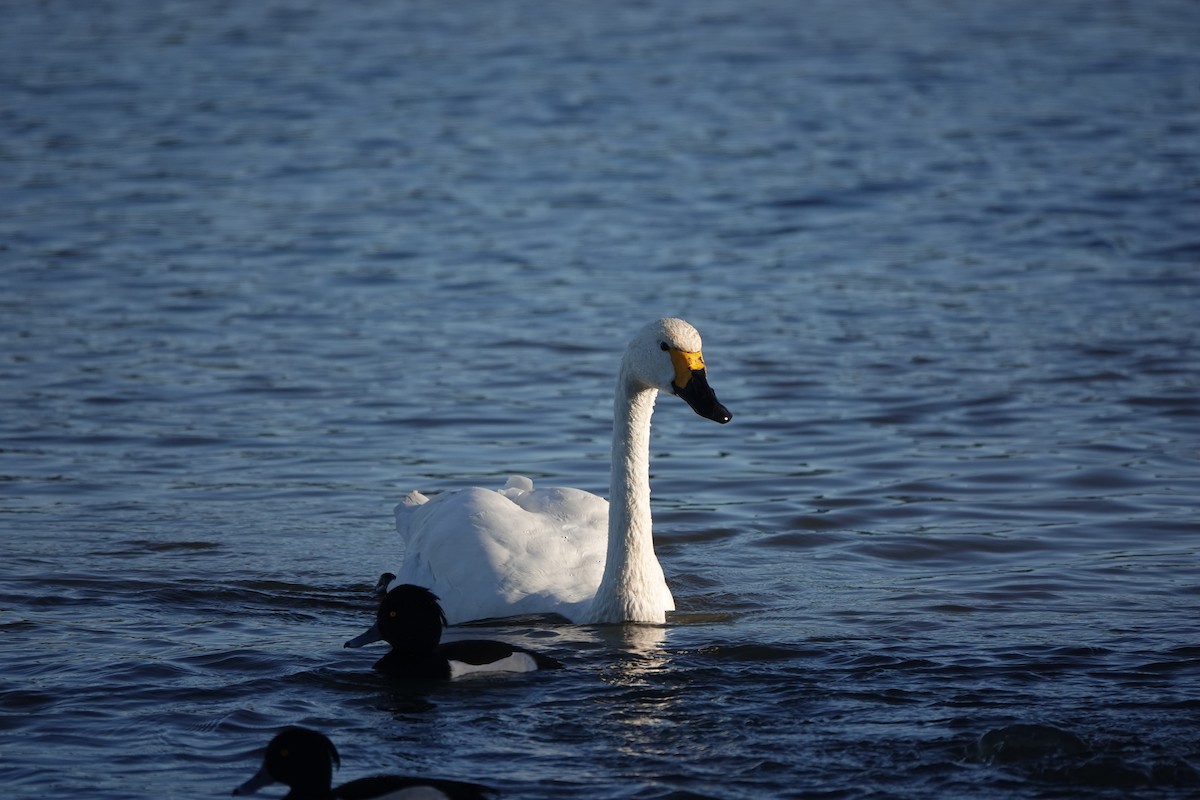 Tundra Swan - ML646180433