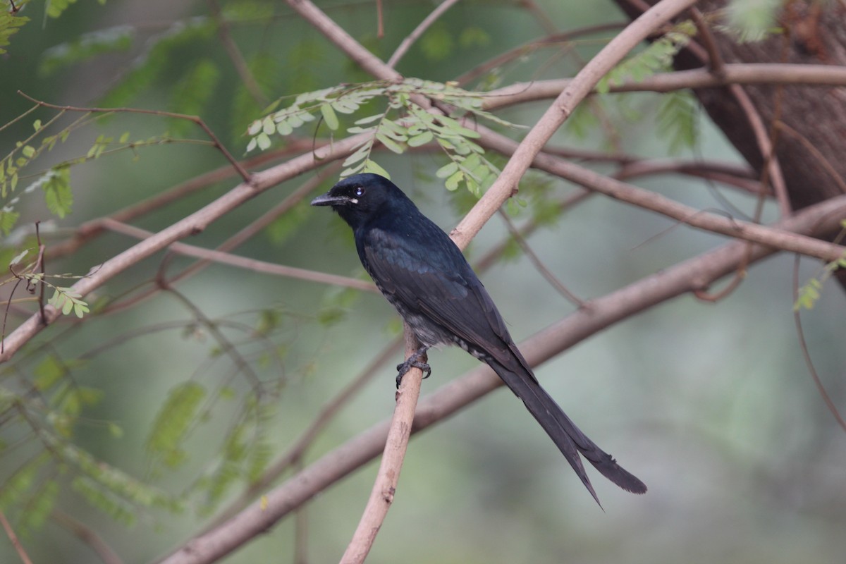 Black Drongo - ML646180438