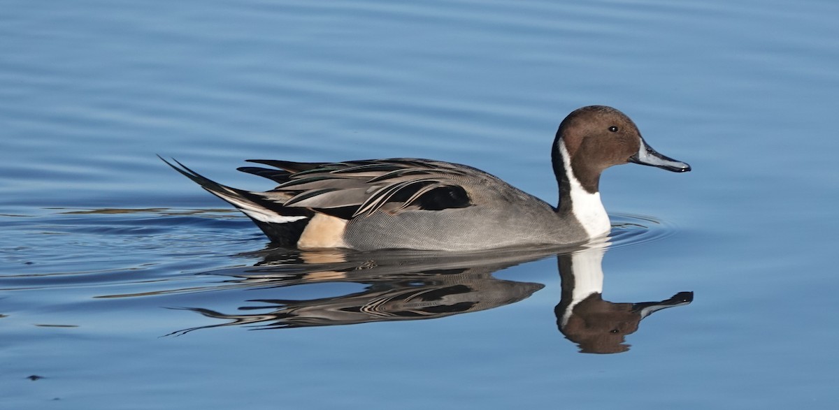 Northern Pintail - ML646180446