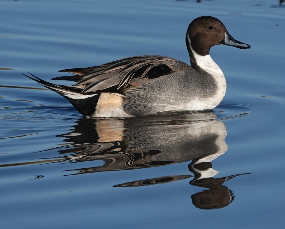 Northern Pintail - ML646180447
