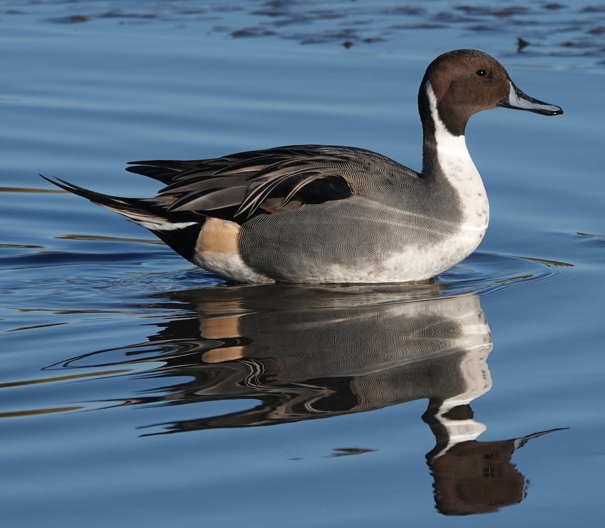 Northern Pintail - ML646180448