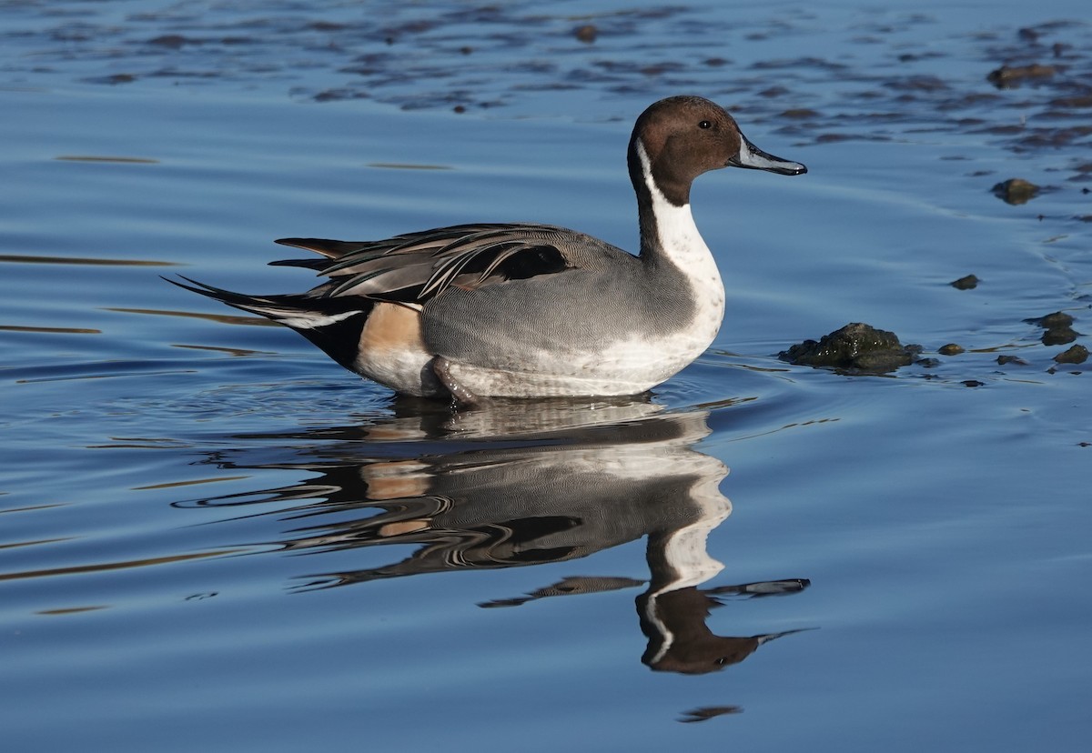 Northern Pintail - ML646180449