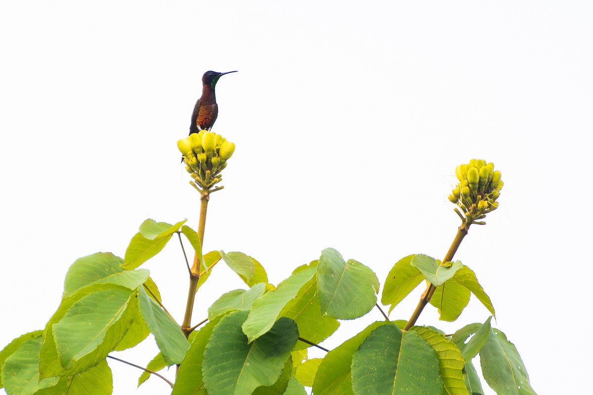 Crimson Topaz - ML646180452