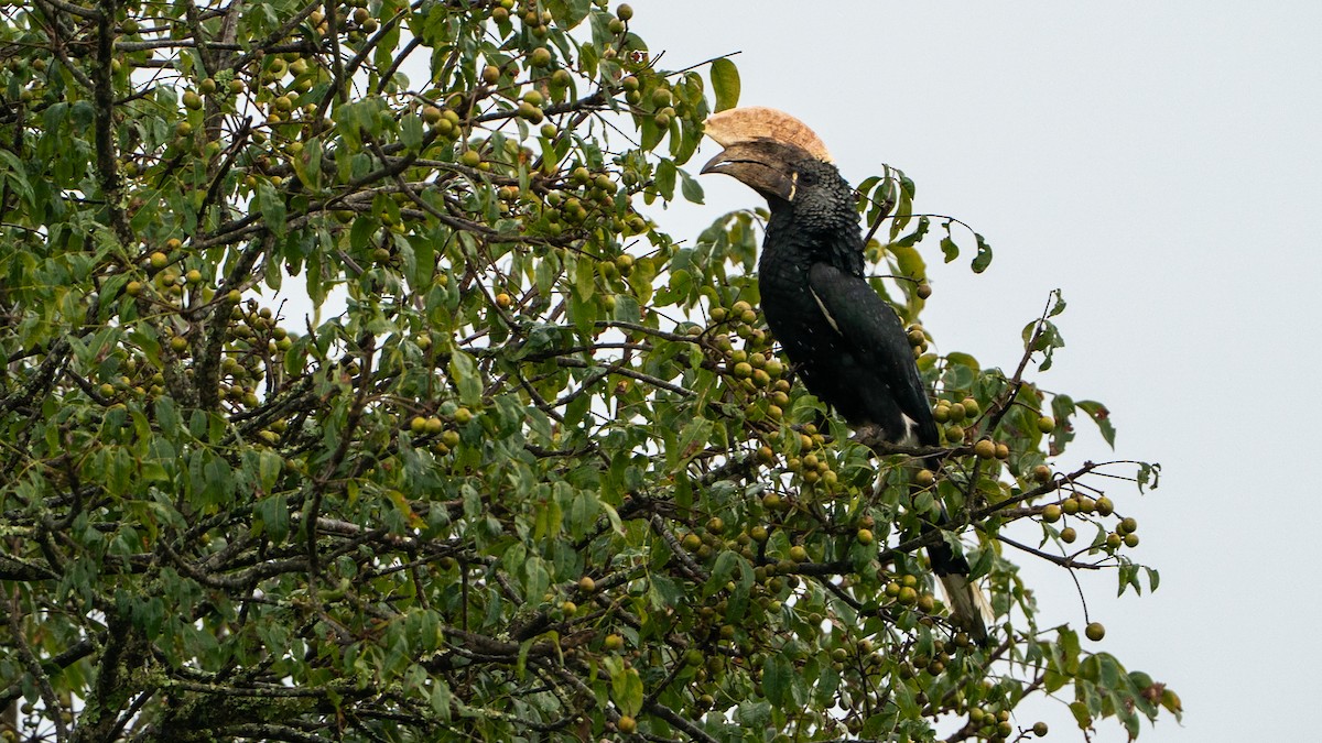Silvery-cheeked Hornbill - ML646180454