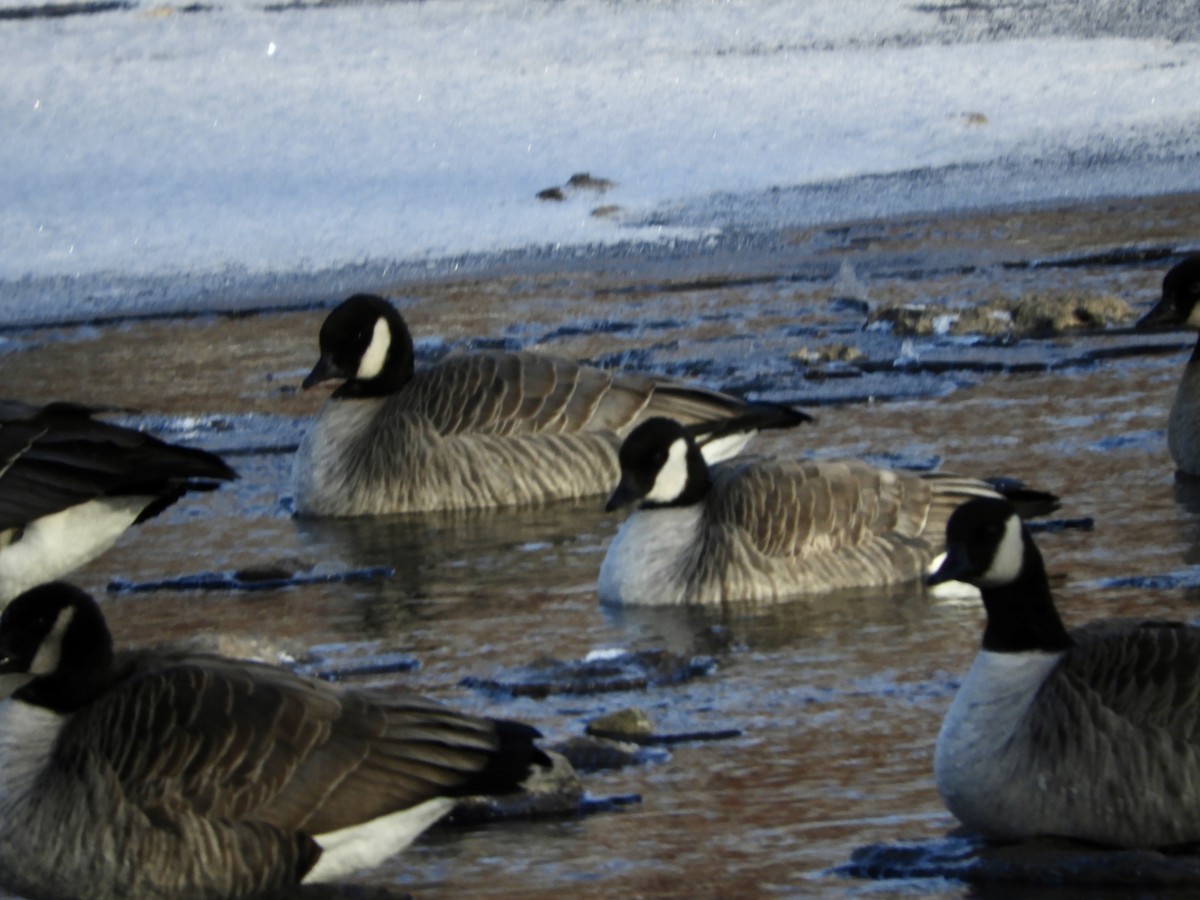 小加拿大雁 - ML646180458