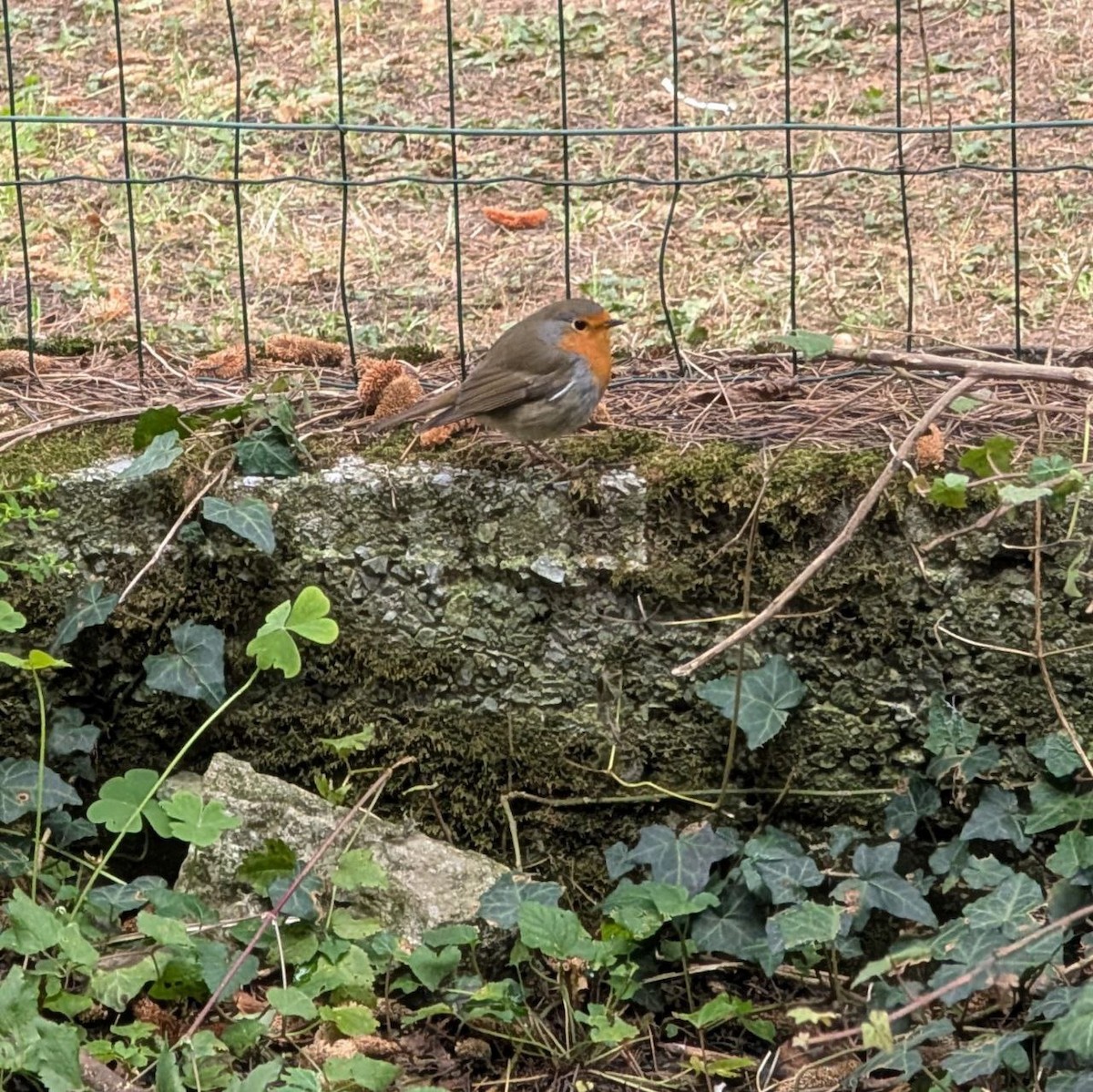 European Robin - ML646180461