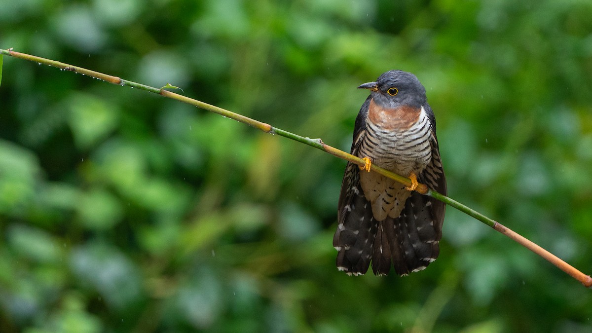 Einsiedlerkuckuck - ML646180463