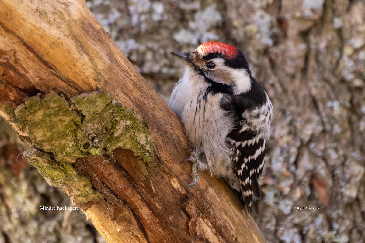 strakapoud malý - ML646180468