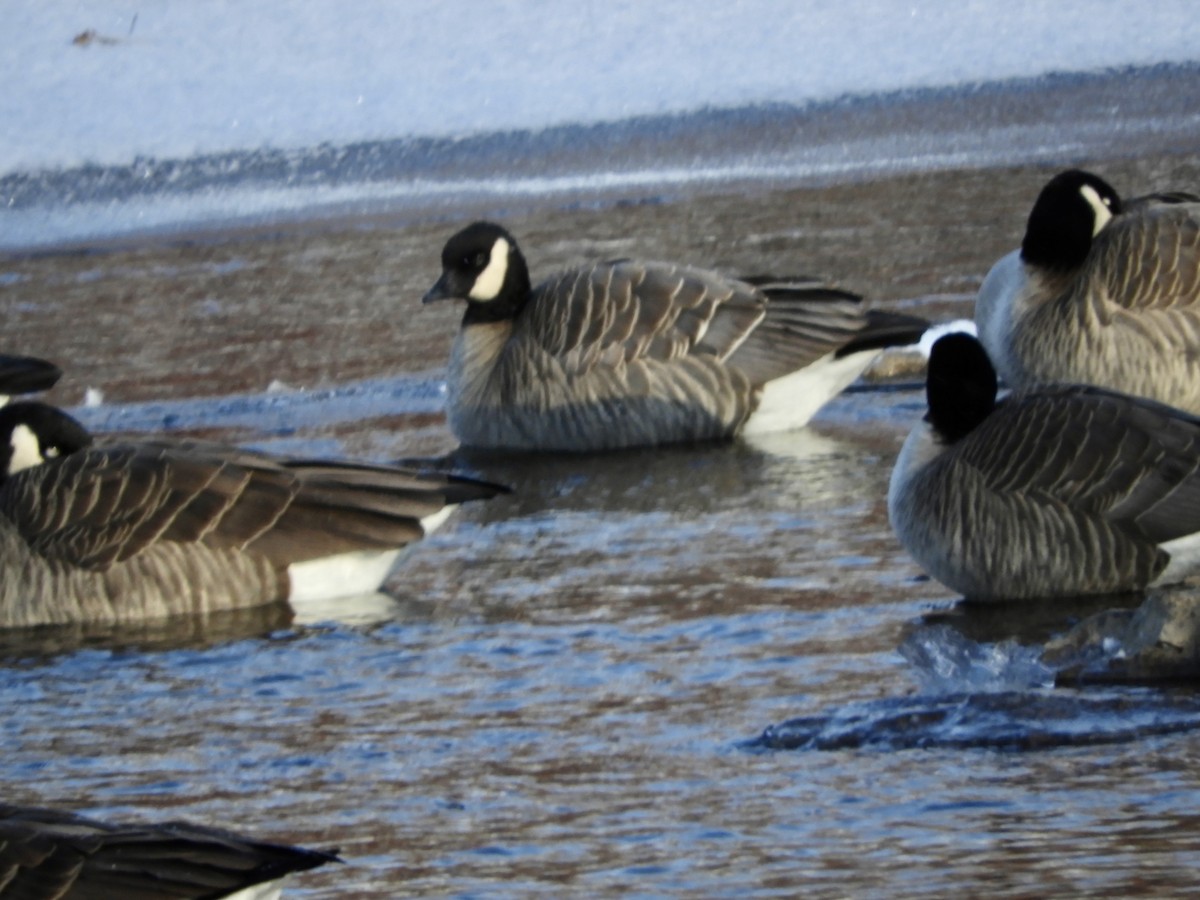 小加拿大雁 - ML646180469