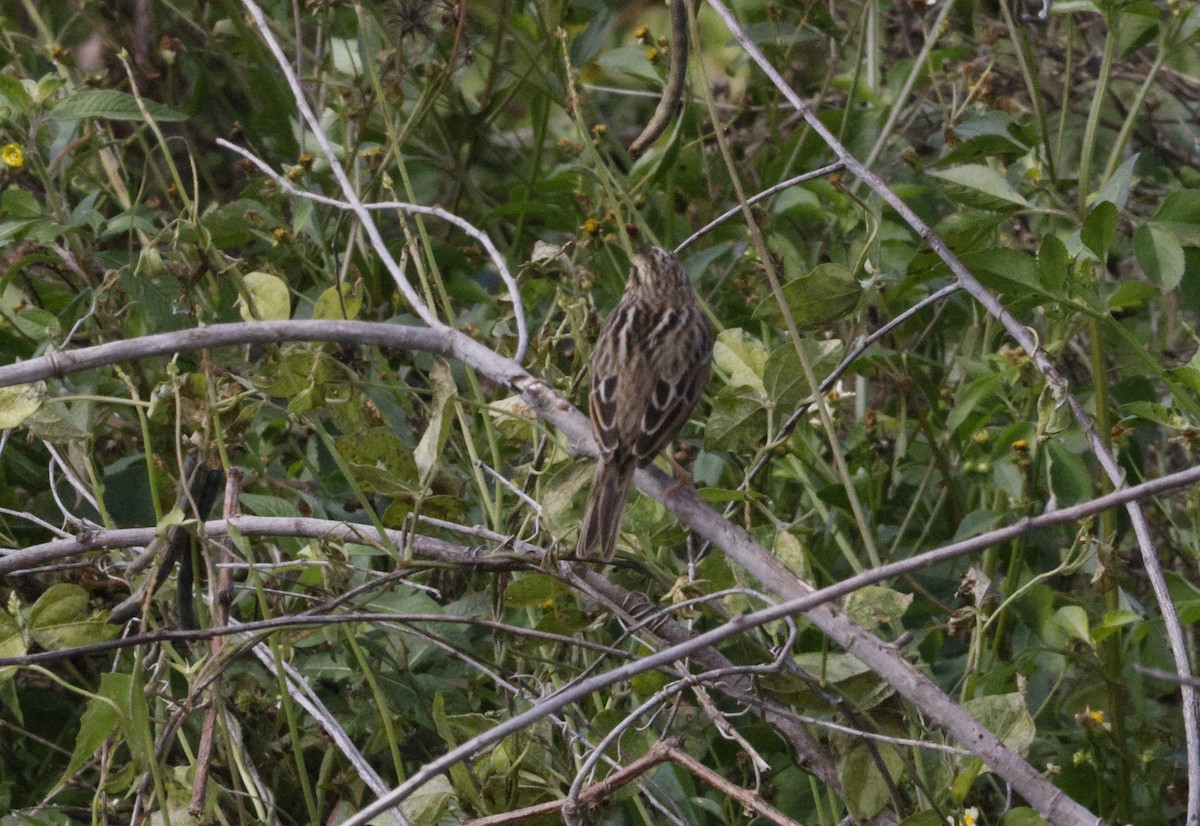 Savannah Sparrow - ML646180476