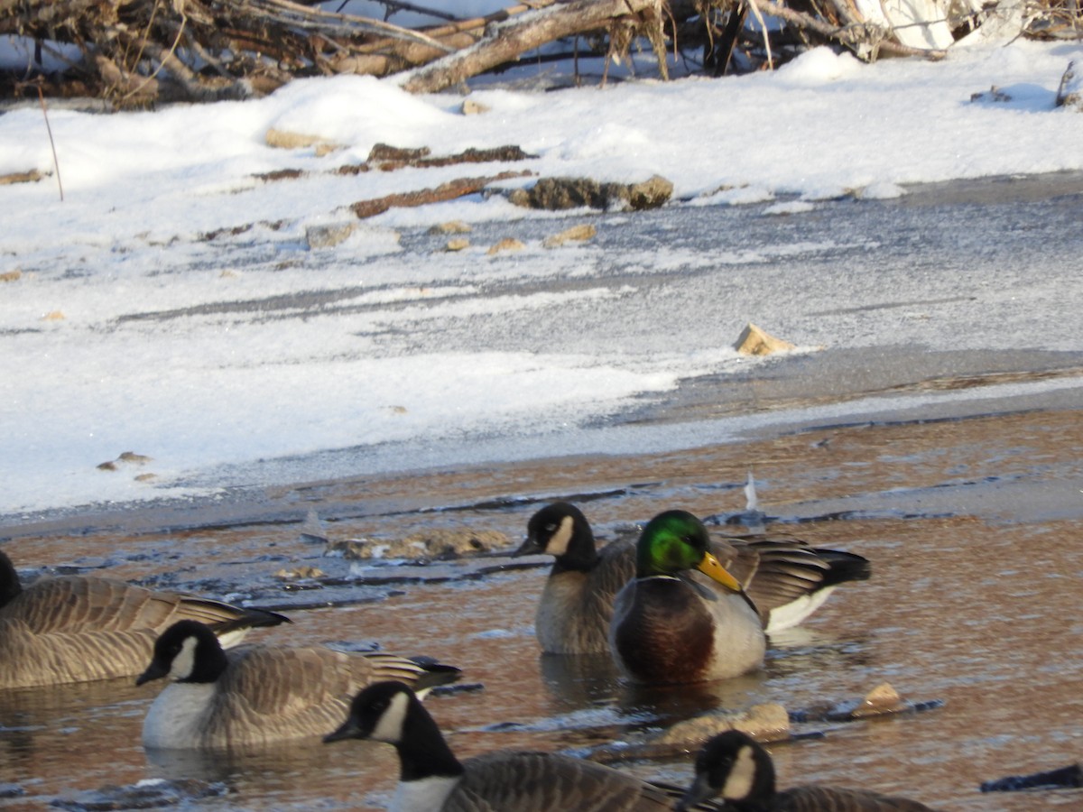 小加拿大雁 - ML646180482