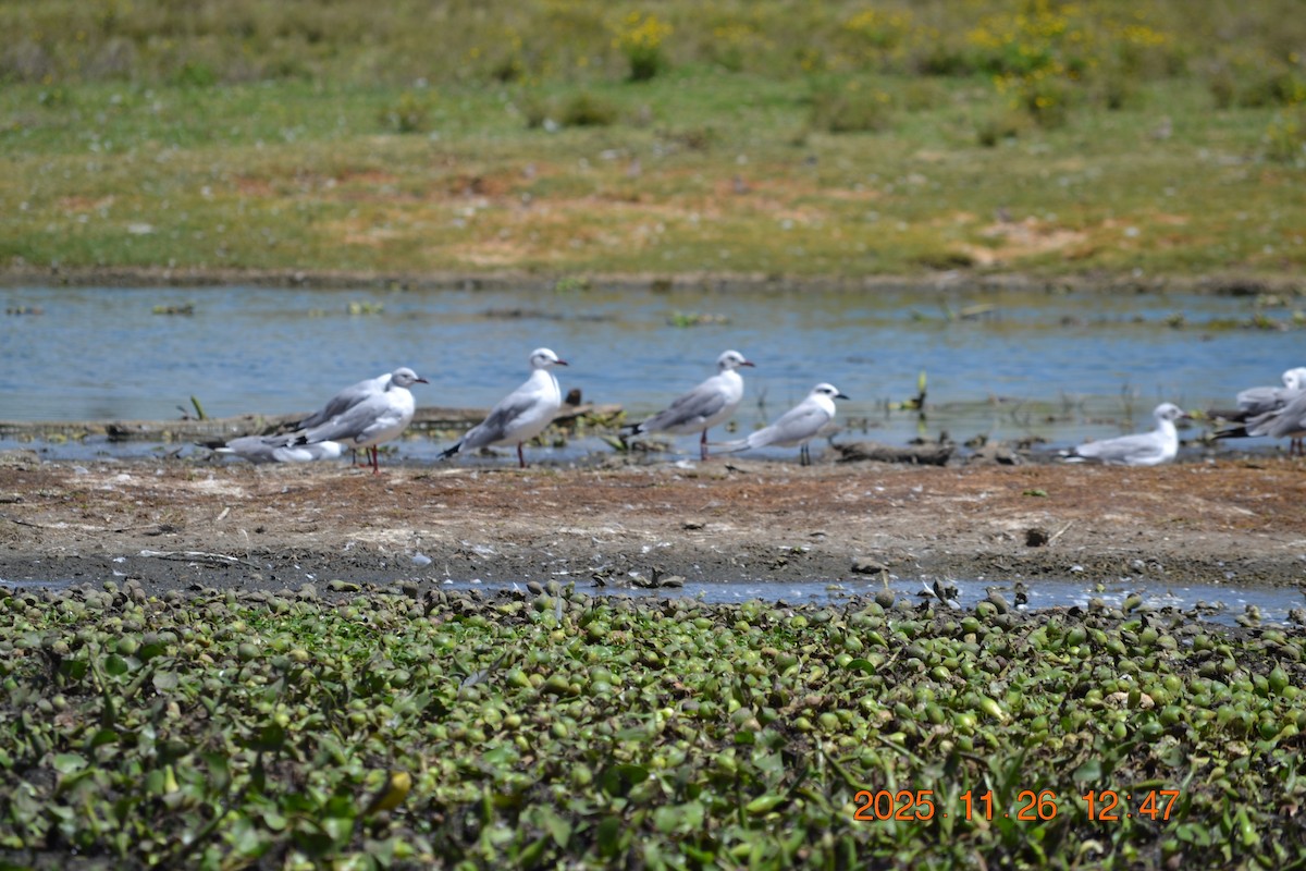 Gray-hooded Gull - ML646180489