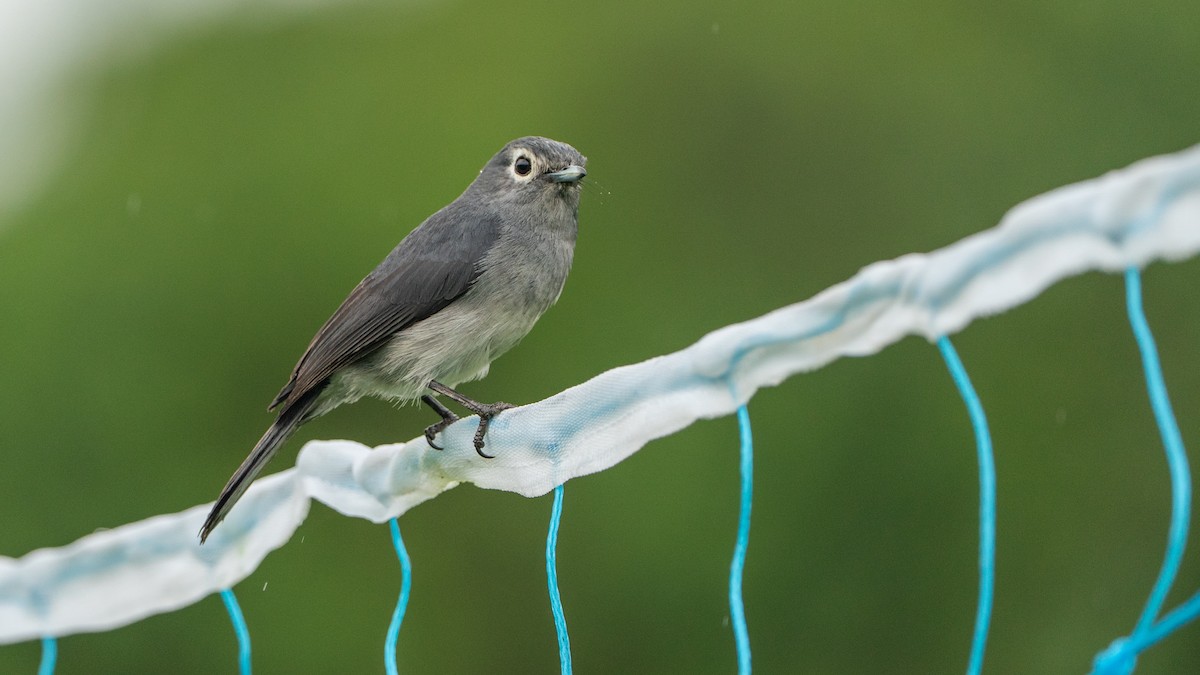 White-eyed Slaty-Flycatcher - ML646180490