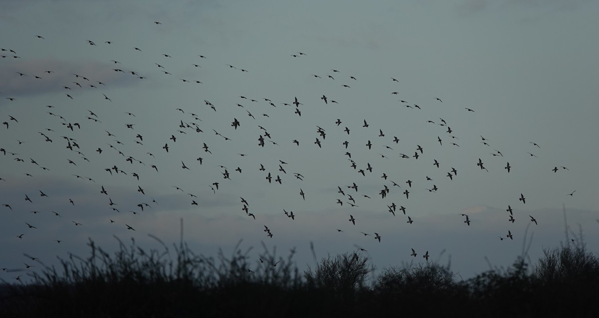 Сивка звичайна - ML646180491