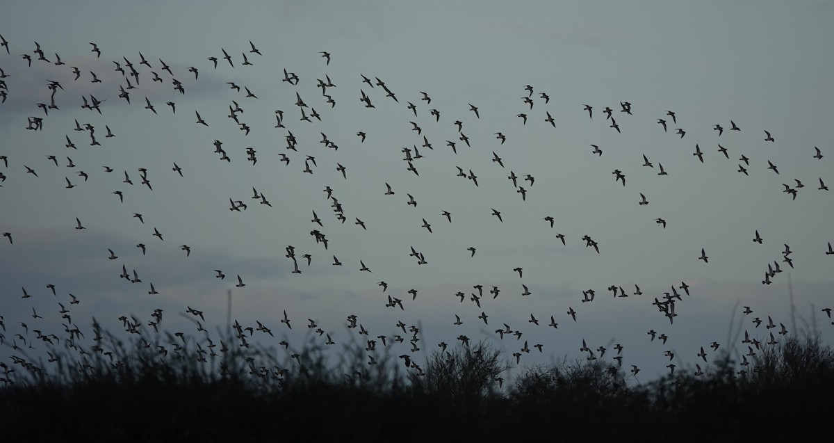 Сивка звичайна - ML646180492